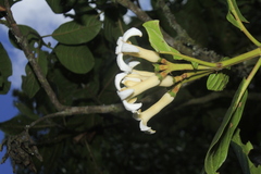 Ladenbergia macrocarpa
