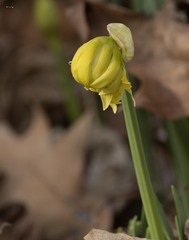 Narcissus pseudonarcissus