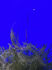 Centriscus scutatus