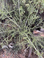 Adenostoma fasciculatum