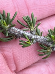 Adenostoma fasciculatum