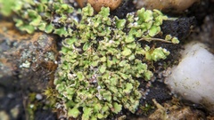 Cladonia callosa