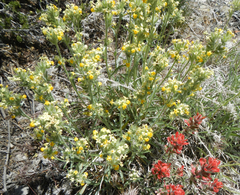 Oreocarya confertiflora