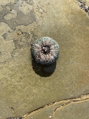 Strongylocentrotus purpuratus