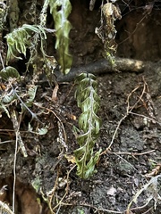 Hymenophyllum pectinatum