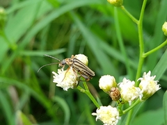 Chauliognathus scriptus