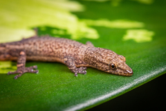 Sphaerodactylus