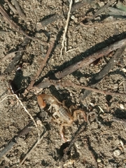 Centruroides limpidus