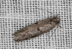 Ericrypsina ductaria