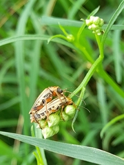 Chauliognathus scriptus
