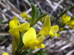 Genista pilosa