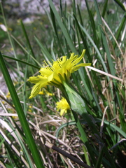 Takhtajaniantha austriaca