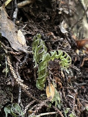 Hymenophyllum pectinatum