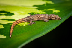 Sphaerodactylus