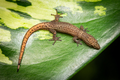 Sphaerodactylus