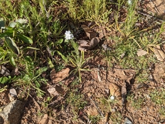 Cryptantha intermedia