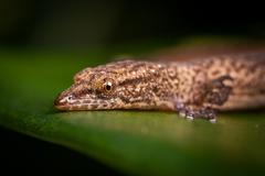 Sphaerodactylus