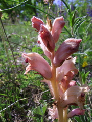 Orobanche caryophyllacea