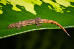 Sphaerodactylus