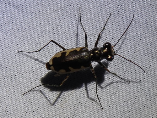 Cream-edged Tiger Beetle photo 3