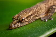 Sphaerodactylus