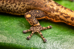 Sphaerodactylus