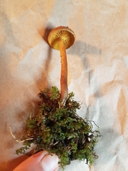 Cortinarius rufulus
