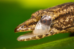 Sphaerodactylus