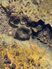 Anthopleura