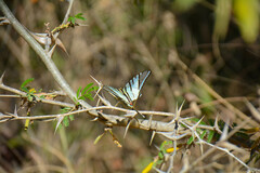 Protographium epidaus