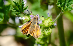 Hylephila fasciolata