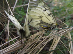 Parnassius mnemosyne