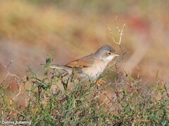 Curruca conspicillata