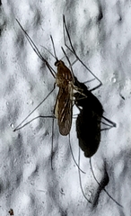 Culiseta longiareolata