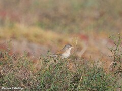 Curruca conspicillata