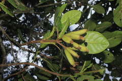 Ladenbergia macrocarpa