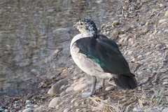 Sarkidiornis melanotos