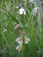 Vicia pannonica