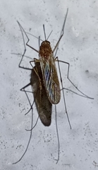 Culiseta longiareolata