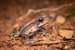 Incilius valliceps