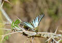 Protographium epidaus