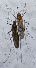 Culiseta longiareolata