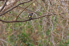 Setophaga coronata