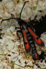 Chamaesphecia chalciformis
