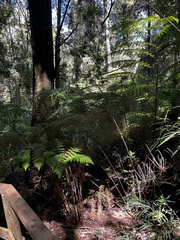 Lophosoria quadripinnata