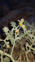 Hermannia minutiflora