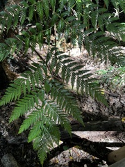 Lophosoria quadripinnata