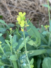 Brassica juncea