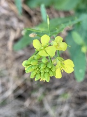 Brassica juncea