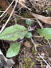 Eurybia radulina